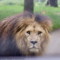 Buy canvas prints of Male Lion staring at Camera - Knowsley Safari Park by Helen Reid