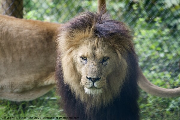 A lion looking at the camera - Knowsley Safari Park Picture Board by Helen Reid