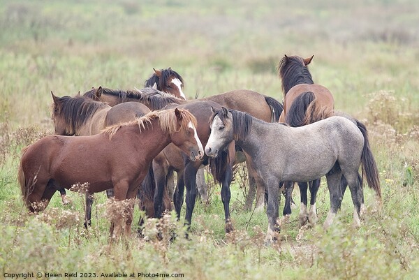 Herd of wild horses Picture Board by Helen Reid