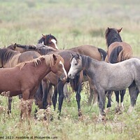 Buy canvas prints of Herd of wild horses by Helen Reid