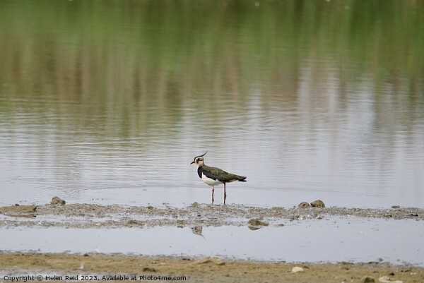 Lonely Lapwing Picture Board by Helen Reid