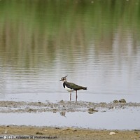 Buy canvas prints of Lonely Lapwing by Helen Reid