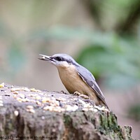 Buy canvas prints of Nuthatch bird eating a seed by Helen Reid