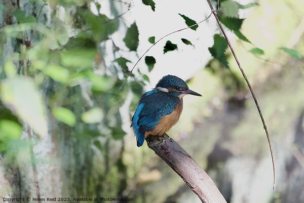 A colorful kingfisher bird perched on a tree branch Picture Board by Helen Reid