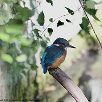 Buy canvas prints of A colorful kingfisher bird perched on a tree branch by Helen Reid
