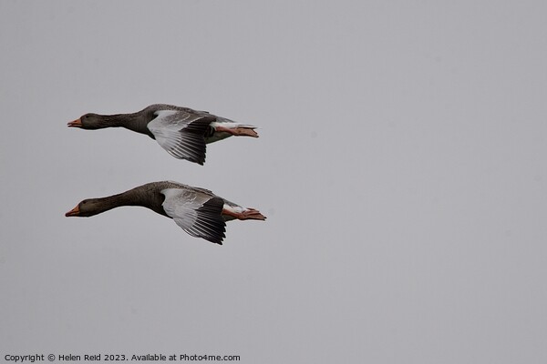 Two Greylag Geese in flight Picture Board by Helen Reid