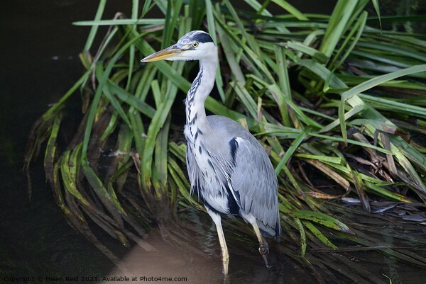 Grey Heron stood in a river in front of green leaves  Picture Board by Helen Reid