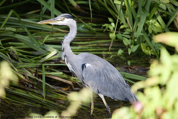 Grey Heron stood in a river in front of green leaves  Picture Board by Helen Reid
