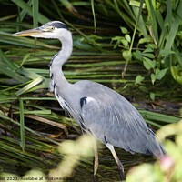 Buy canvas prints of Grey Heron stood in a river in front of green leaves  by Helen Reid