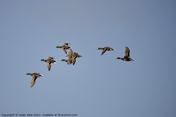 Ducks in flight in a blue sky Picture Board by Helen Reid
