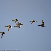 Buy canvas prints of Ducks in flight in a blue sky by Helen Reid