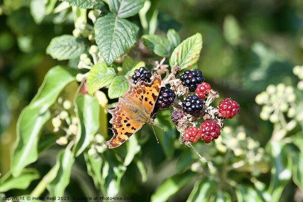 Comma butterfly on autumn berries Picture Board by Helen Reid
