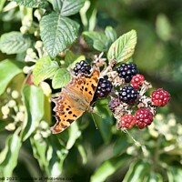 Buy canvas prints of Comma butterfly on autumn berries by Helen Reid