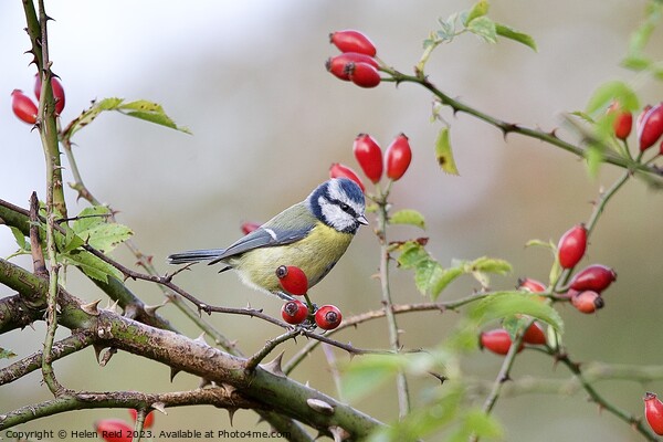 Bluetit Bird perched amongst red wild dog rose hip berries Picture Board by Helen Reid