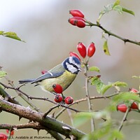 Buy canvas prints of Bluetit Bird perched amongst red wild dog rose hip berries by Helen Reid