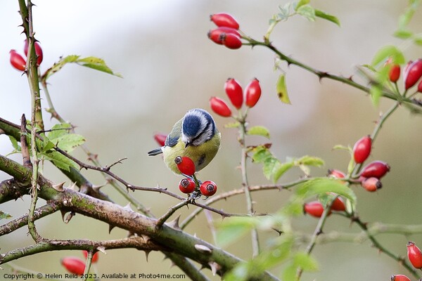 A Bluetit bird sitting on a branch of red wild dog rose hip berries Picture Board by Helen Reid