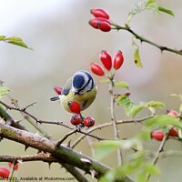 Buy canvas prints of A Bluetit bird sitting on a branch of red wild dog rose hip berries by Helen Reid
