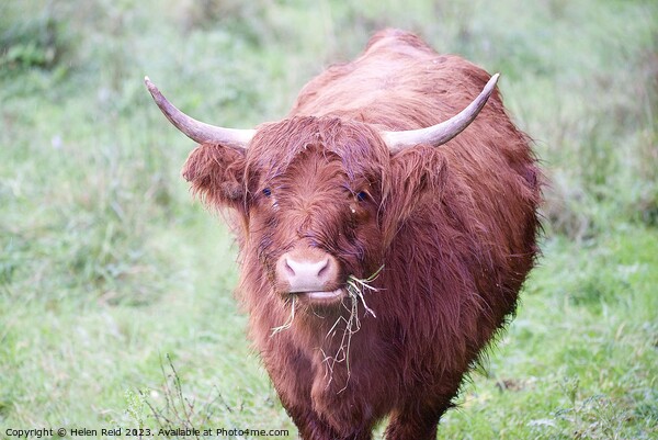 A brown highland cow standing on top of a lush green field Picture Board by Helen Reid