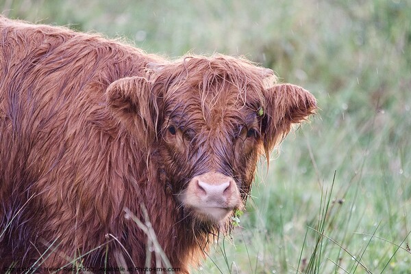 A brown highland cow standing on top of a grass covered field Picture Board by Helen Reid