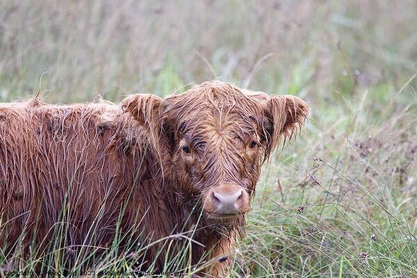 A brown highland cow wet from the rain sitting in a field Picture Board by Helen Reid