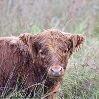Buy canvas prints of A brown highland cow wet from the rain sitting in a field by Helen Reid