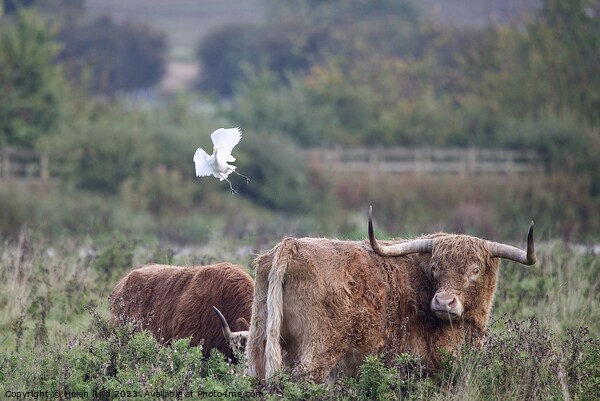 Cattle Egret coming into land with some highland cattle. Picture Board by Helen Reid