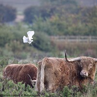 Buy canvas prints of Cattle Egret coming into land with some highland cattle. by Helen Reid