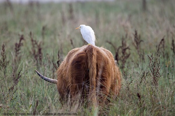 A cattle Egret bird standing on a highland cow Picture Board by Helen Reid