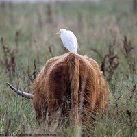 Buy canvas prints of A cattle Egret bird standing on a highland cow by Helen Reid