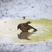 Buy canvas prints of Dunnock bathing in a sunlit puddle by Helen Reid