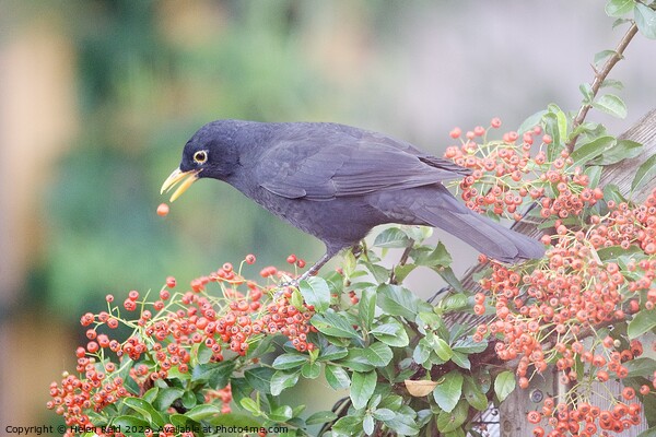 Blackbird eating red Autumn berries Picture Board by Helen Reid