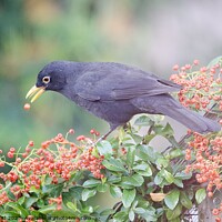 Buy canvas prints of Blackbird eating red Autumn berries by Helen Reid