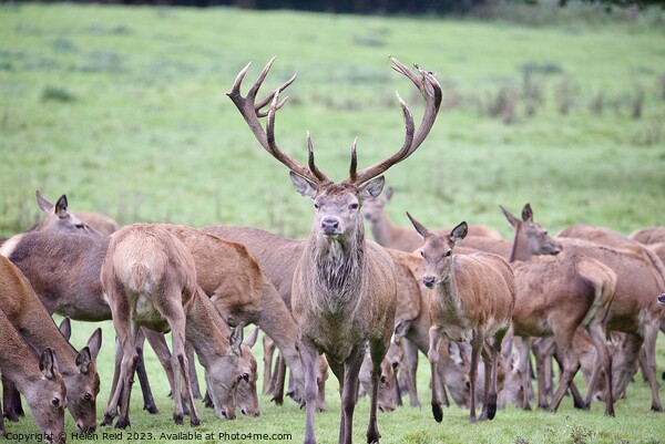 A Red deer stag stood with a herd of hind deers. Picture Board by Helen Reid