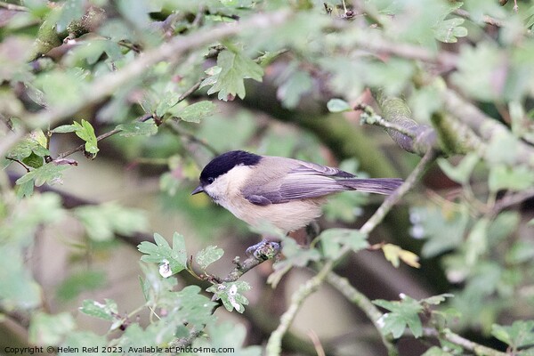 Willow Tit bird perched on a branch Picture Board by Helen Reid