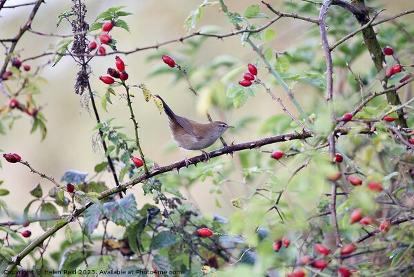 Cetti’s warbler bird perched amongst Autumn berries Picture Board by Helen Reid