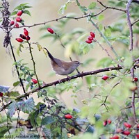 Buy canvas prints of Cetti’s warbler bird perched amongst Autumn berries by Helen Reid