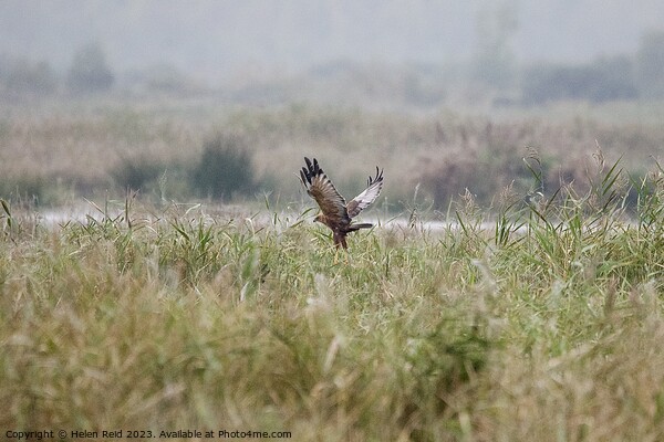 Marsh Harrier bird of prey landing Picture Board by Helen Reid