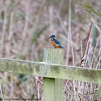 Buy canvas prints of Kingfisher on a post by Helen Reid