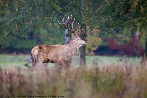 A red deer stag standing on a lush green field surrounded by Autumn colours Picture Board by Helen Reid