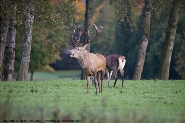 A red deer standing in a field bellowing, hus steamy breath visible Picture Board by Helen Reid