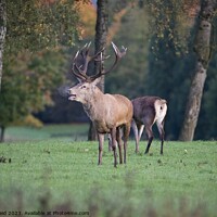 Buy canvas prints of A red deer standing in a field bellowing, hus steamy breath visible by Helen Reid