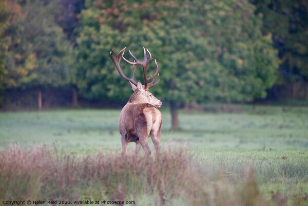 A red deer stag, stood with his head turned against autumn coloured trees  Picture Board by Helen Reid
