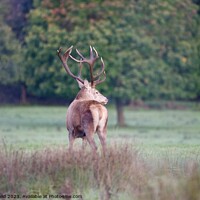 Buy canvas prints of A red deer stag, stood with his head turned against autumn coloured trees  by Helen Reid