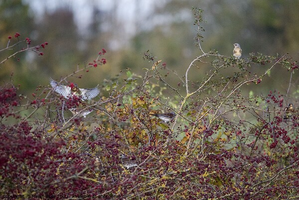 Fieldfare birds eating Autumn red berries Picture Board by Helen Reid