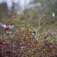 Buy canvas prints of Fieldfare birds eating Autumn red berries by Helen Reid