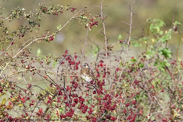 Fieldfare bird perched amongst red hawthorn berries. Picture Board by Helen Reid