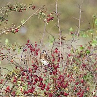 Buy canvas prints of Fieldfare bird perched amongst red hawthorn berries. by Helen Reid