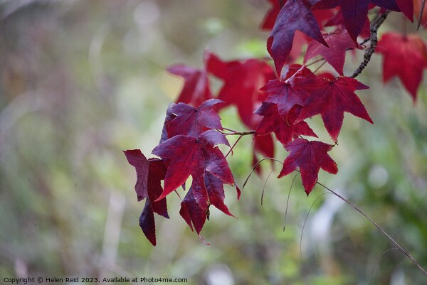Red maple acer Plant leaves Picture Board by Helen Reid