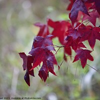 Buy canvas prints of Red maple acer Plant leaves by Helen Reid