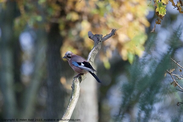 A small Jay blue bird perched on a tree branch Picture Board by Helen Reid